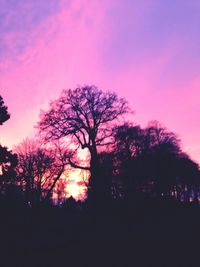 Silhouette of trees at sunset