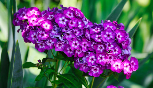 Close-up of purple flowers