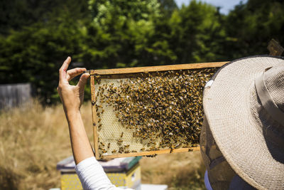 Female beekeeper examining honeycomb frame