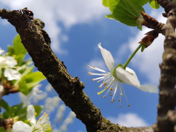 Low angle view of cherry blossom against sky