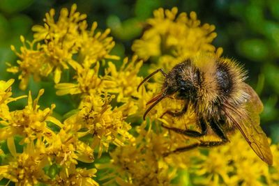 Bumblebee pollination