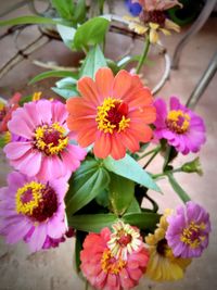 Close-up of pink flowers blooming outdoors