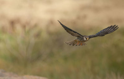 Close-up of eagle flying