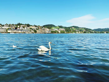 View of bird swimming in sea