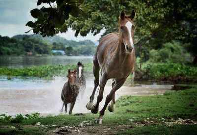 View of two horses on land