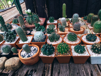 Cactus on wooden background, cactus in pot background