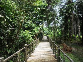 Footpath amidst trees in forest