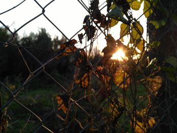 Close-up of chainlink fence against sunset sky