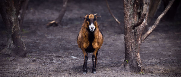 Frontal view of a brown goat between trees in panorama