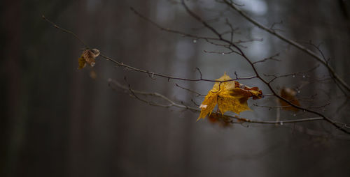 Close-up of dry leaves on plant during autumn