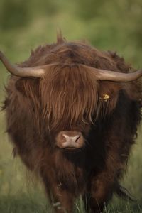 Close up portrait of a highland cow