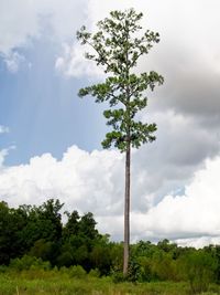 Low angle view of trees on field against sky