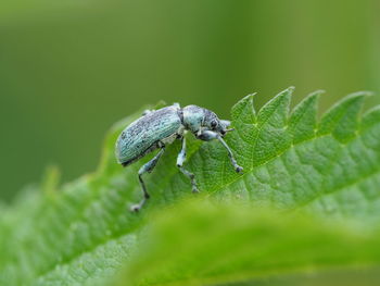 Close-up of insect on leaf