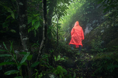 Rear view of person standing by trees in forest