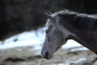 Close-up of horse