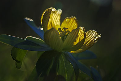 Close-up of yellow flowering plant