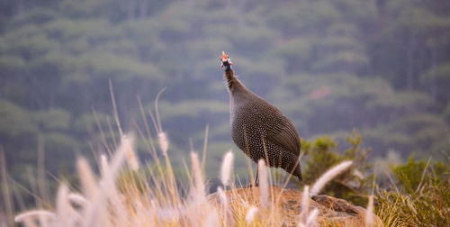 Guinea fowl on rock