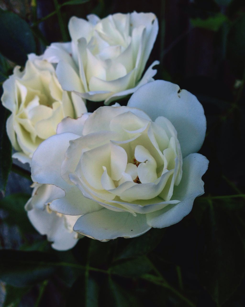 flower, petal, freshness, fragility, flower head, white color, beauty in nature, growth, close-up, rose - flower, blooming, nature, focus on foreground, in bloom, plant, white, blossom, botany, no people, outdoors