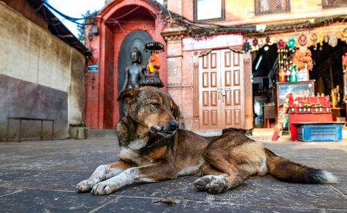 Dog resting on street in city