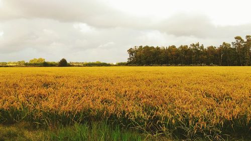 Scenic view of oilseed rape field against sky