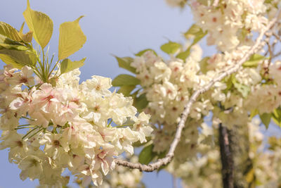 Pale yellow cherry blossoms of the ukon type in asukayama park in kita district, north of tokyo.