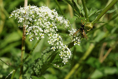 Close-up of butterfly on plant