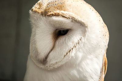 Close-up of white cat