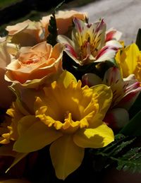 Close-up of yellow flowering plant