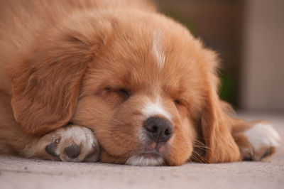 Close-up portrait of puppy relaxing on floor