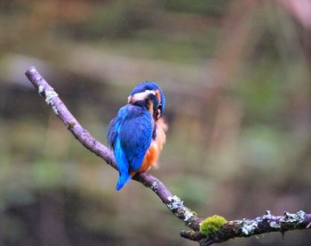 Kingfisher preening