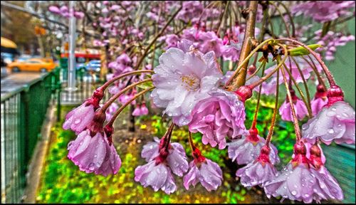 Close-up of pink flowers