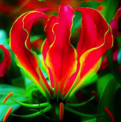 Close-up of red flowers