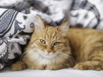 Cute ginger cat is sleeping in bed. fluffy pet has comfortable a nap on patterned linen. cozy home.