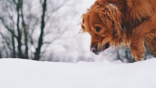 Close-up of golden retriever during winter