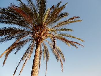 Low angle view of trees against clear sky