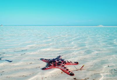 View of crab on beach against sky