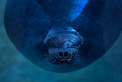 Close-up of seal swimming in aquarium