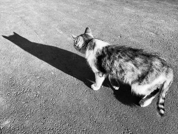 High angle view of cat on road