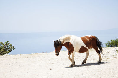 Horse on beach against clear sky