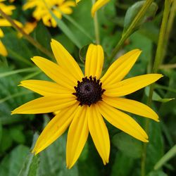 Close-up of yellow daisy flower