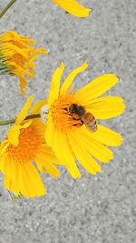 Close-up of honey bee on sunflower