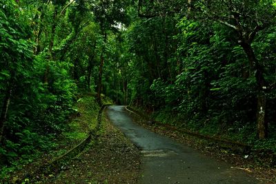 Road amidst trees in forest