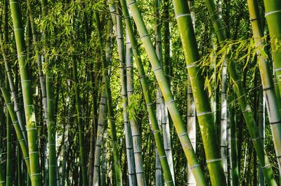 Full frame shot of bamboo trees in forest