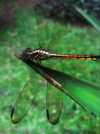 Close-up of dragonfly on leaf