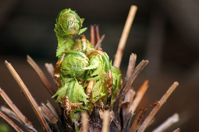 Close-up of fresh green plant