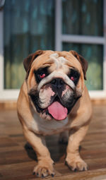 Close-up portrait of a dog