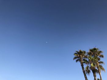 Low angle view of coconut palm tree against blue sky