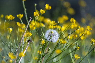 Flower head in the middle of a meadow with yellow flowers