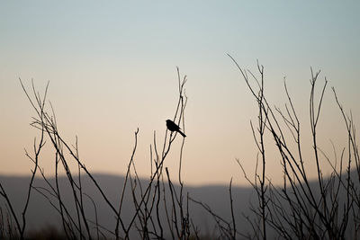 Silhouette bird perching on grass against sky