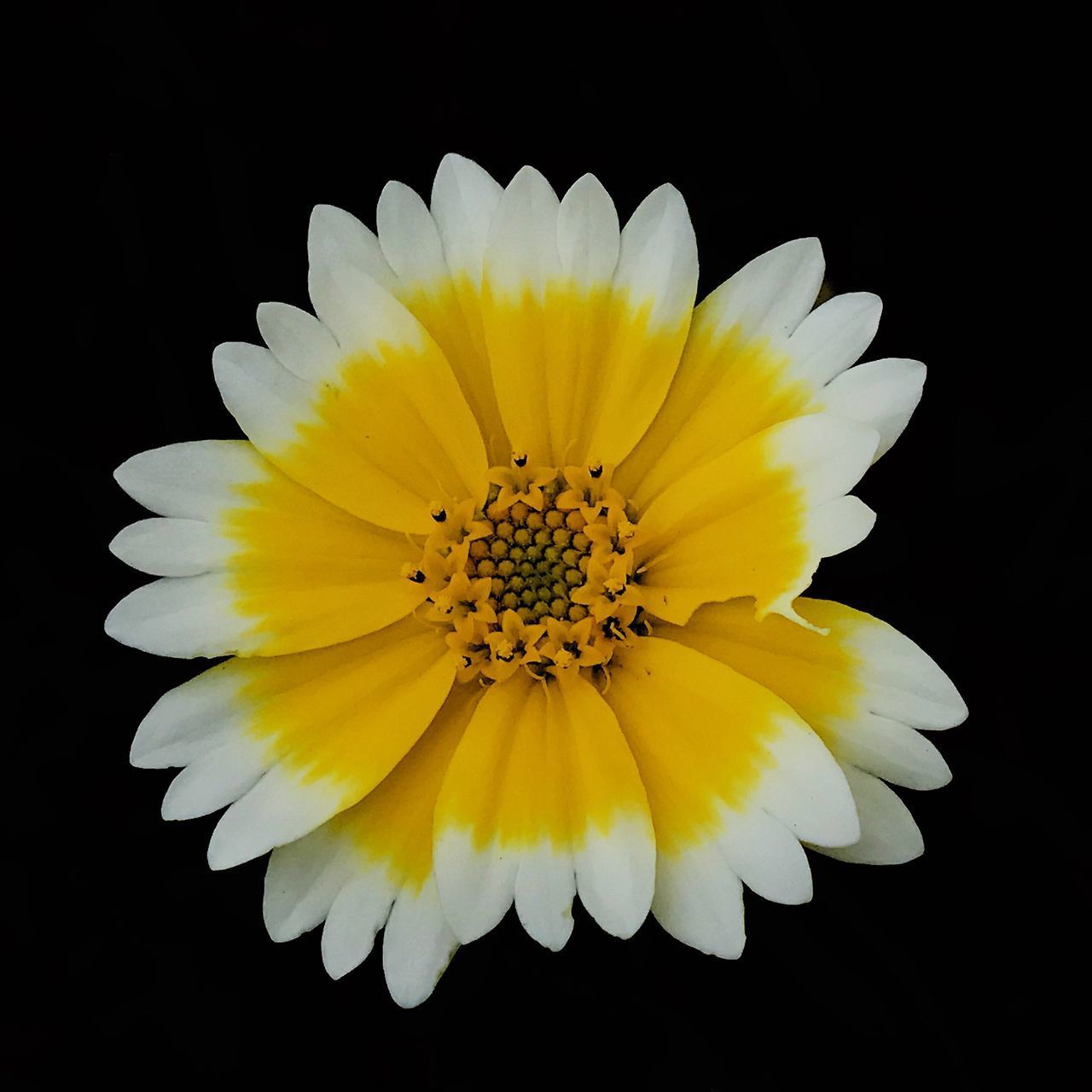 CLOSE-UP OF DAISY